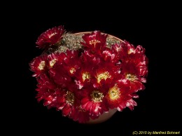 Sulcorebutia tarijensis ssp. carichimayuensis HE223-3 2064 